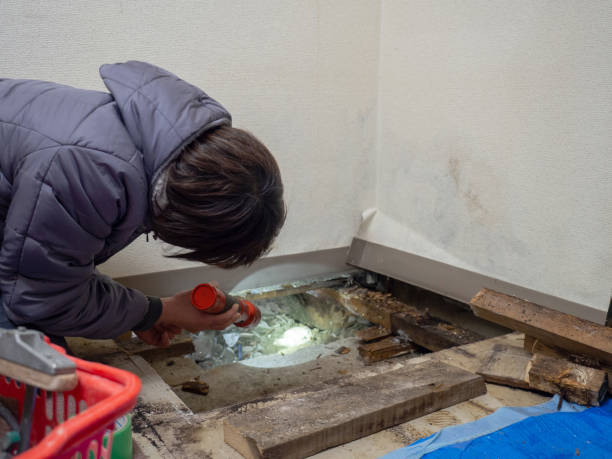 Best Water Damage & Mold Remediation  in Denver, IA
